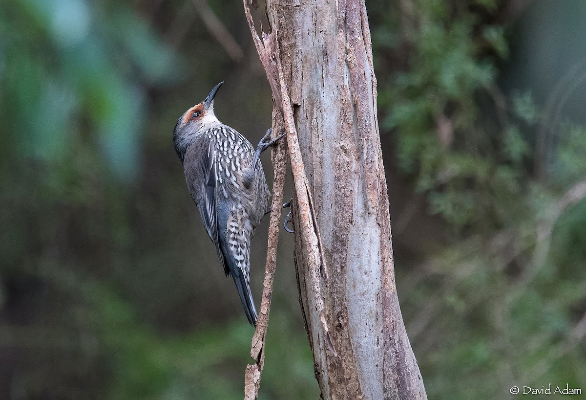 Red-browed Treecreeper - ML252007321