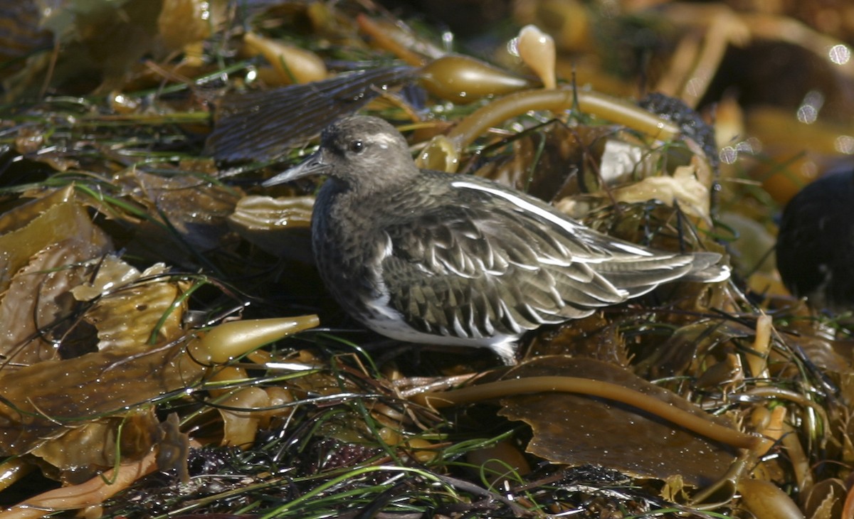 Black Turnstone - ML25200771