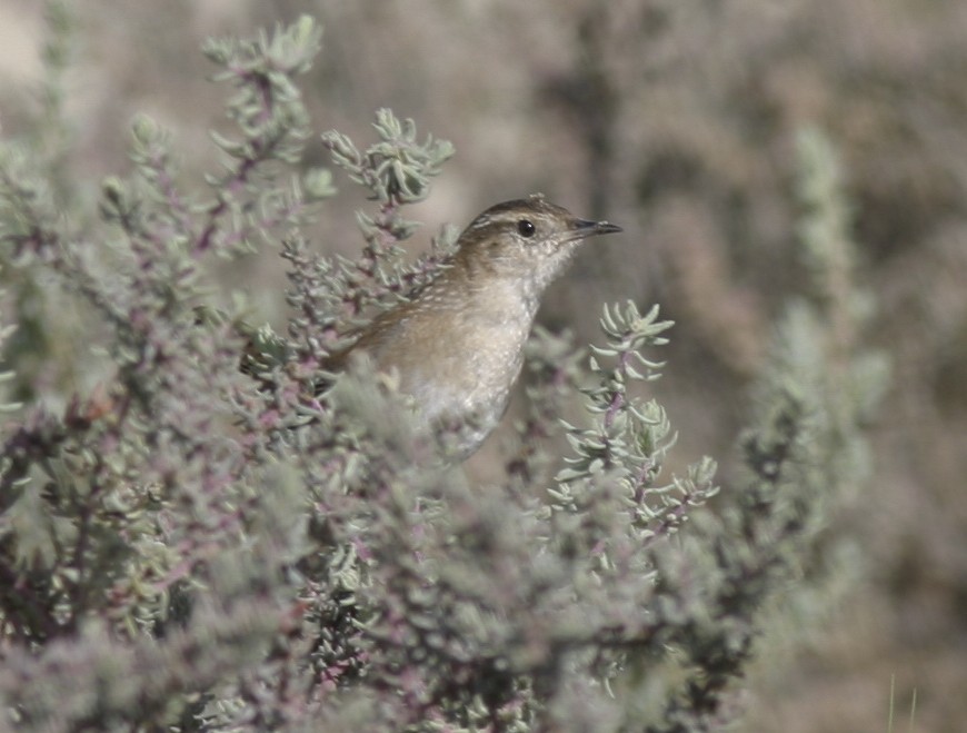 Marsh Wren - ML25200781