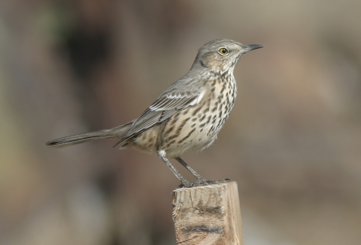 Sage Thrasher - ML25200791