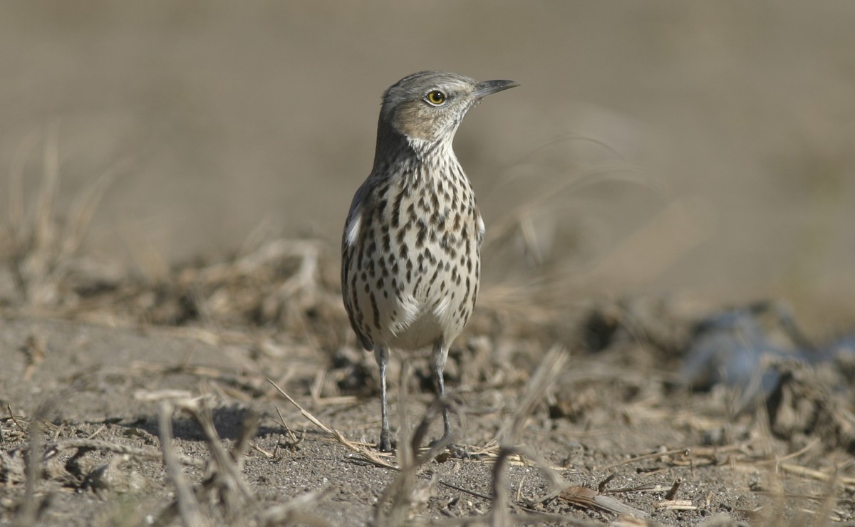 ウタイマネシツグミ - ML25200801