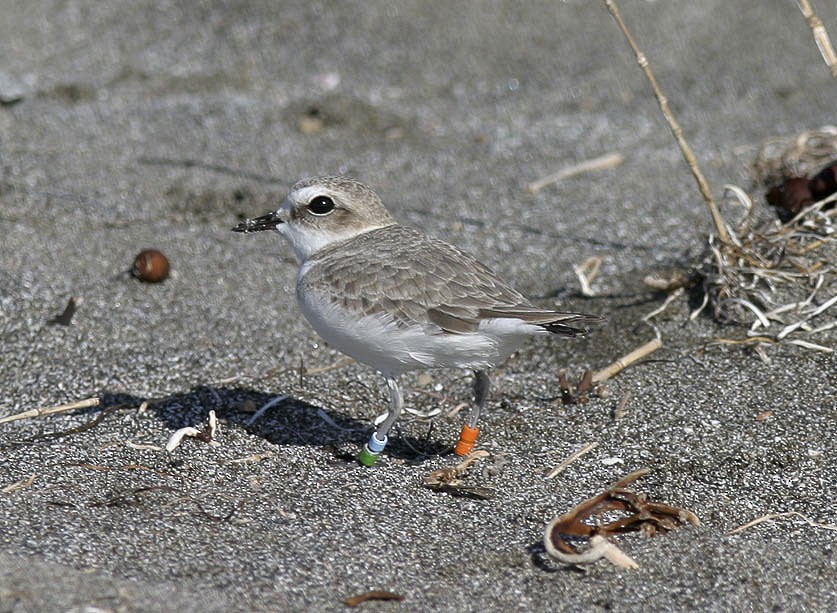 Snowy Plover - ML25200811