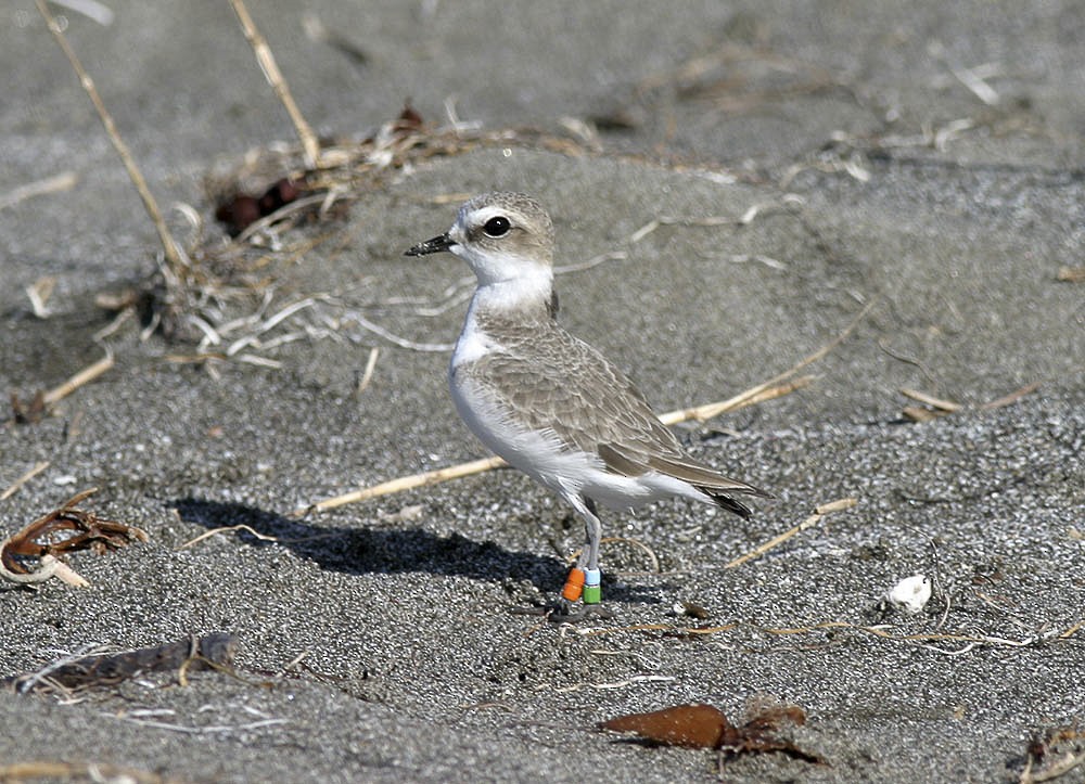 Snowy Plover - ML25200821