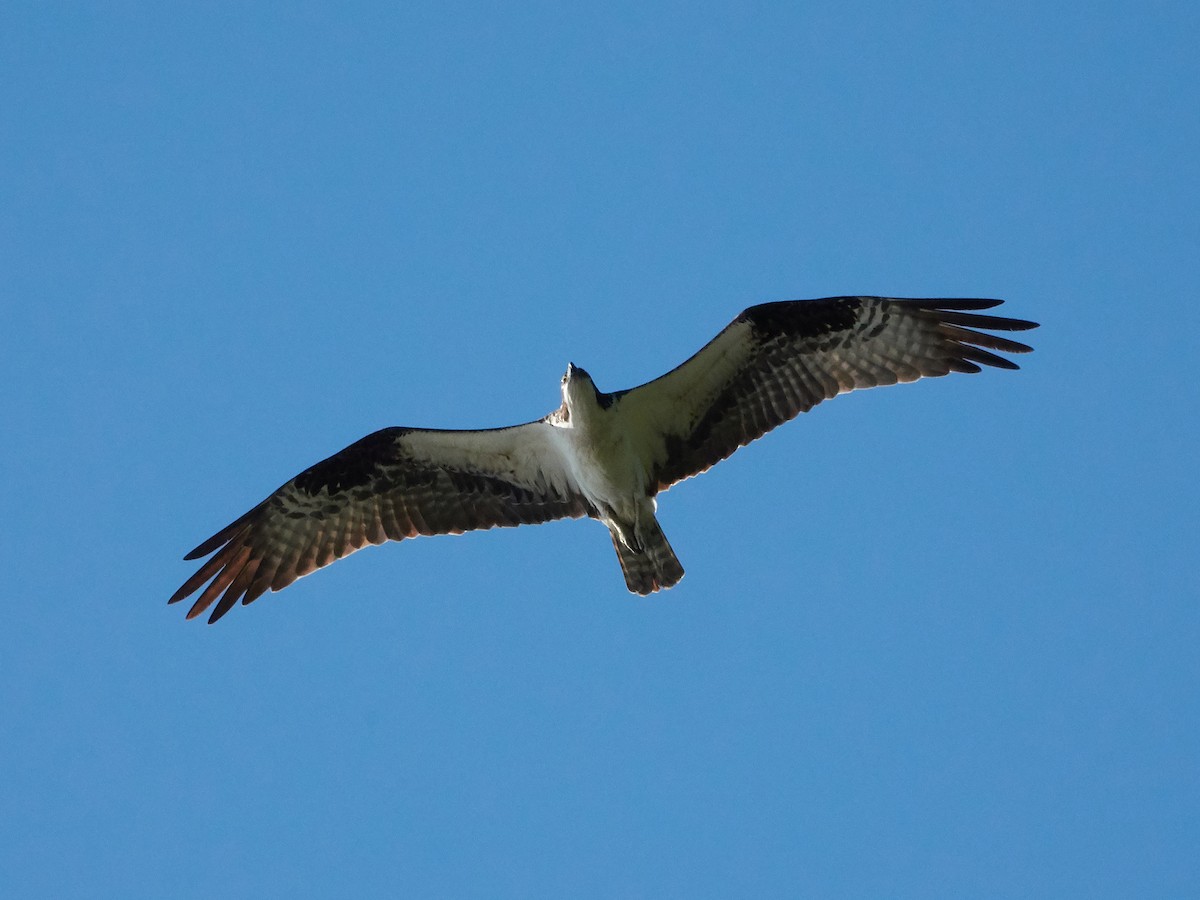 Osprey - ML252009371
