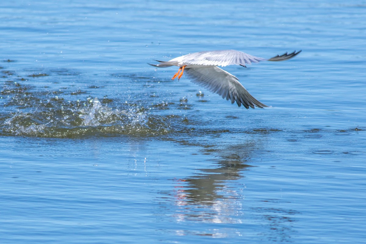 Forster's Tern - ML25200971