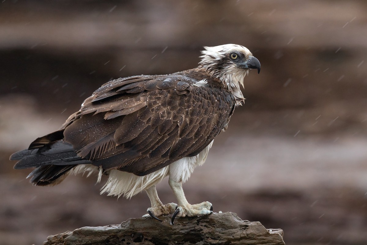 Osprey (Australasian) - ML252010251