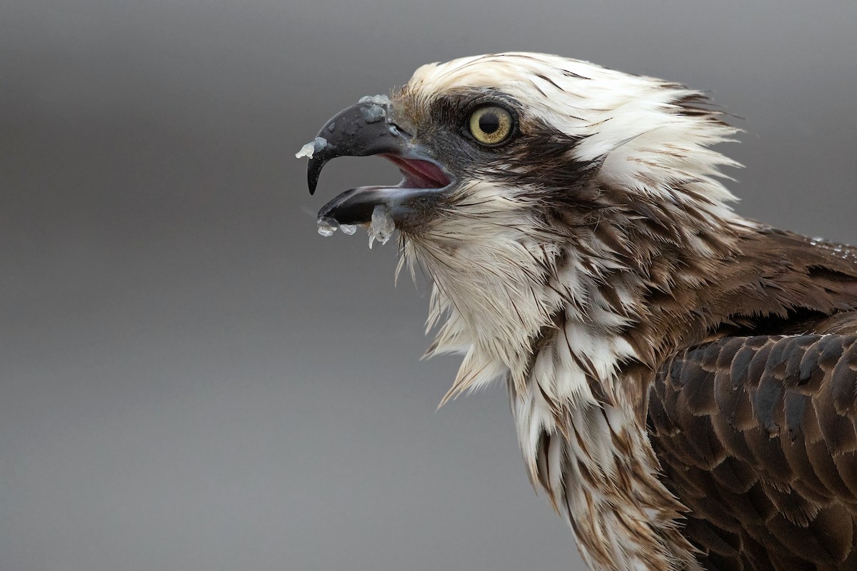 Osprey (Australasian) - ML252010291