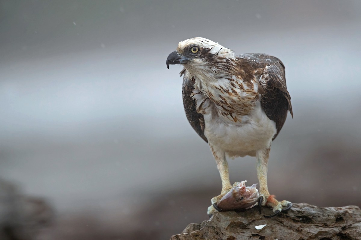 Osprey (Australasian) - ML252010311