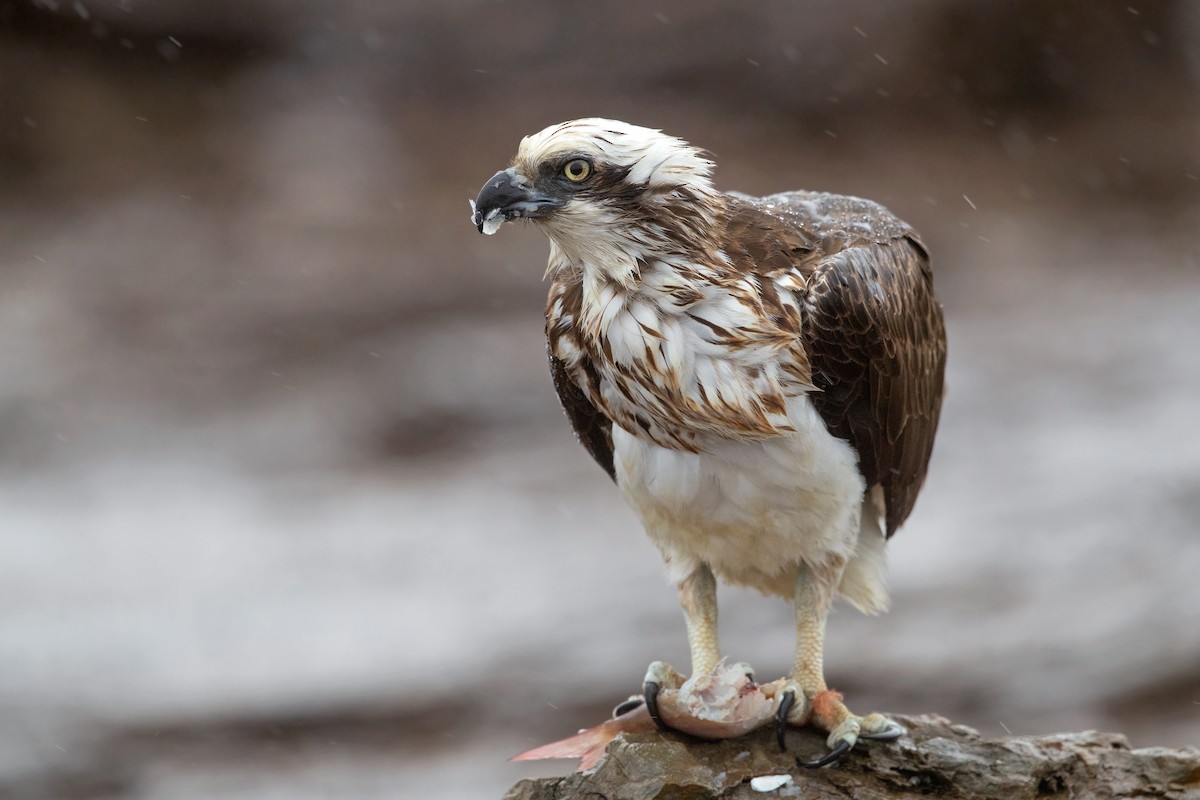 Osprey (Australasian) - ML252010351