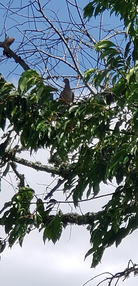 Mourning Dove - ML252010501