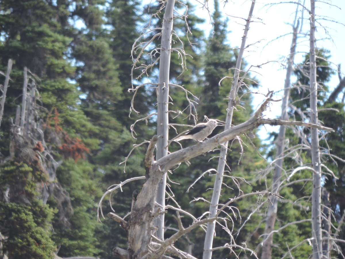 konglekråke - ML252011501