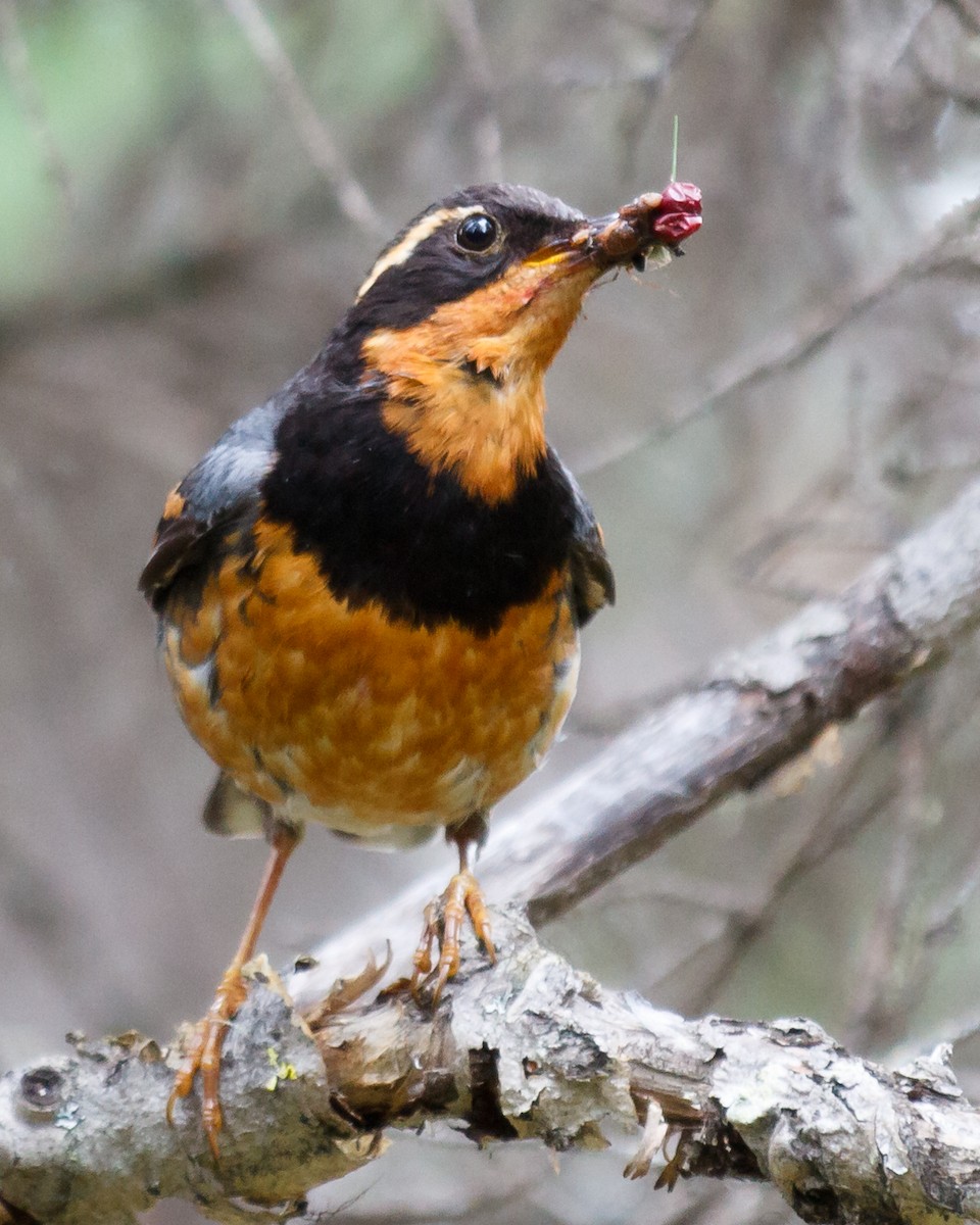 Varied Thrush - Jeff Stacey