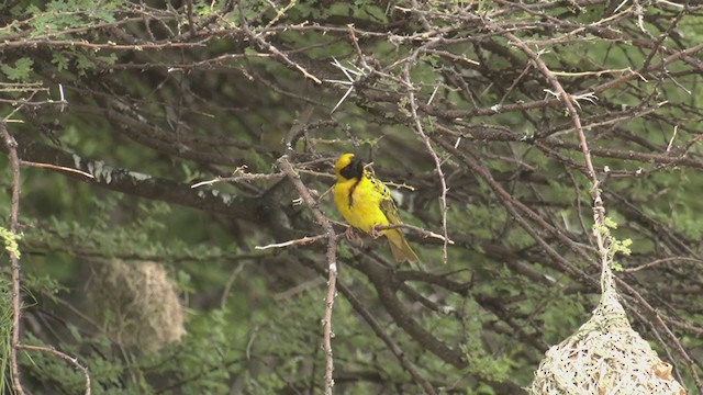 Village Weaver - ML252015751
