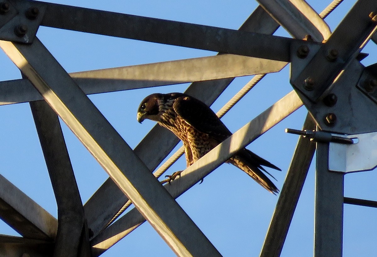 Peregrine Falcon - ML25201601