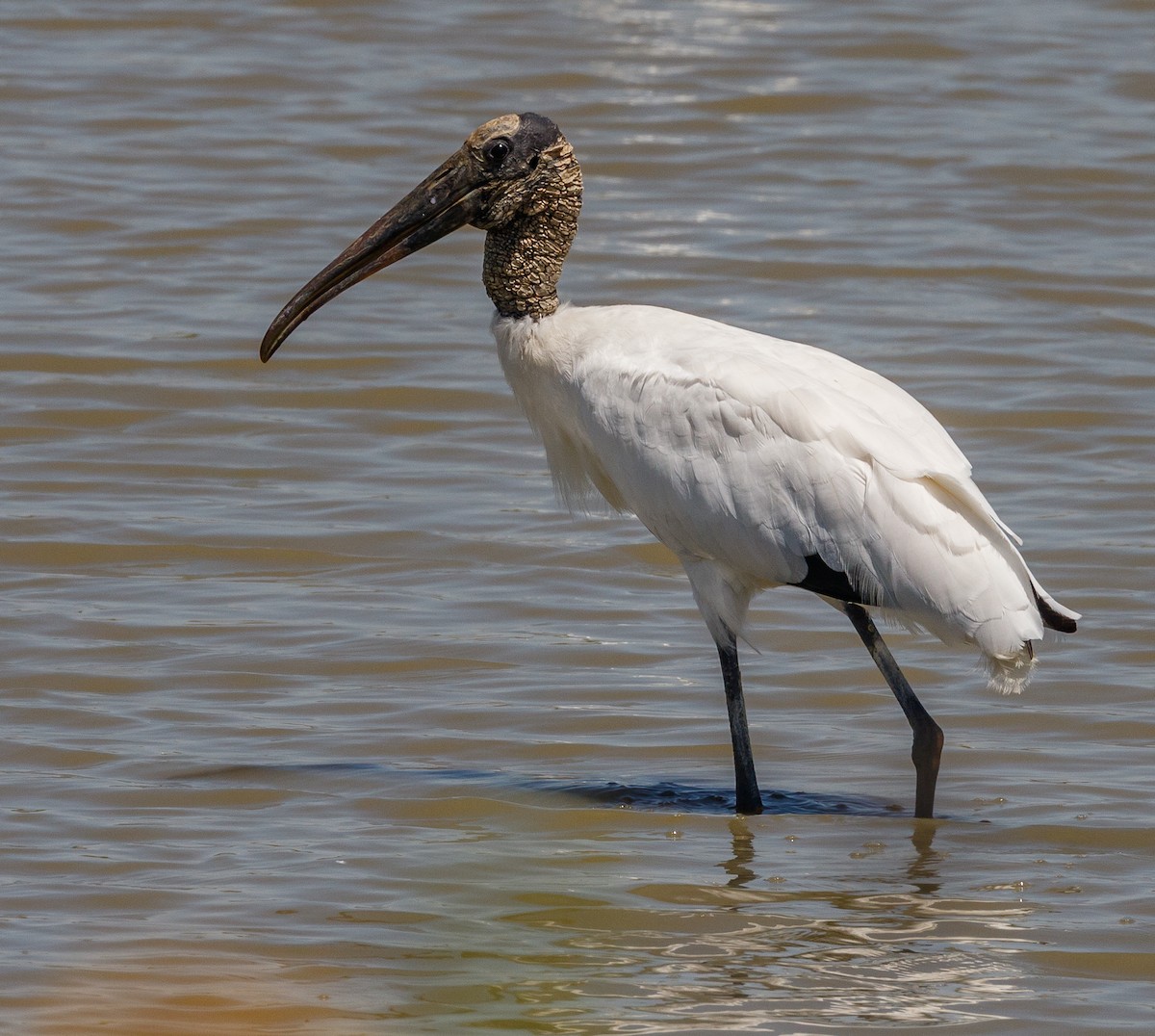 Wood Stork - Chezy Yusuf