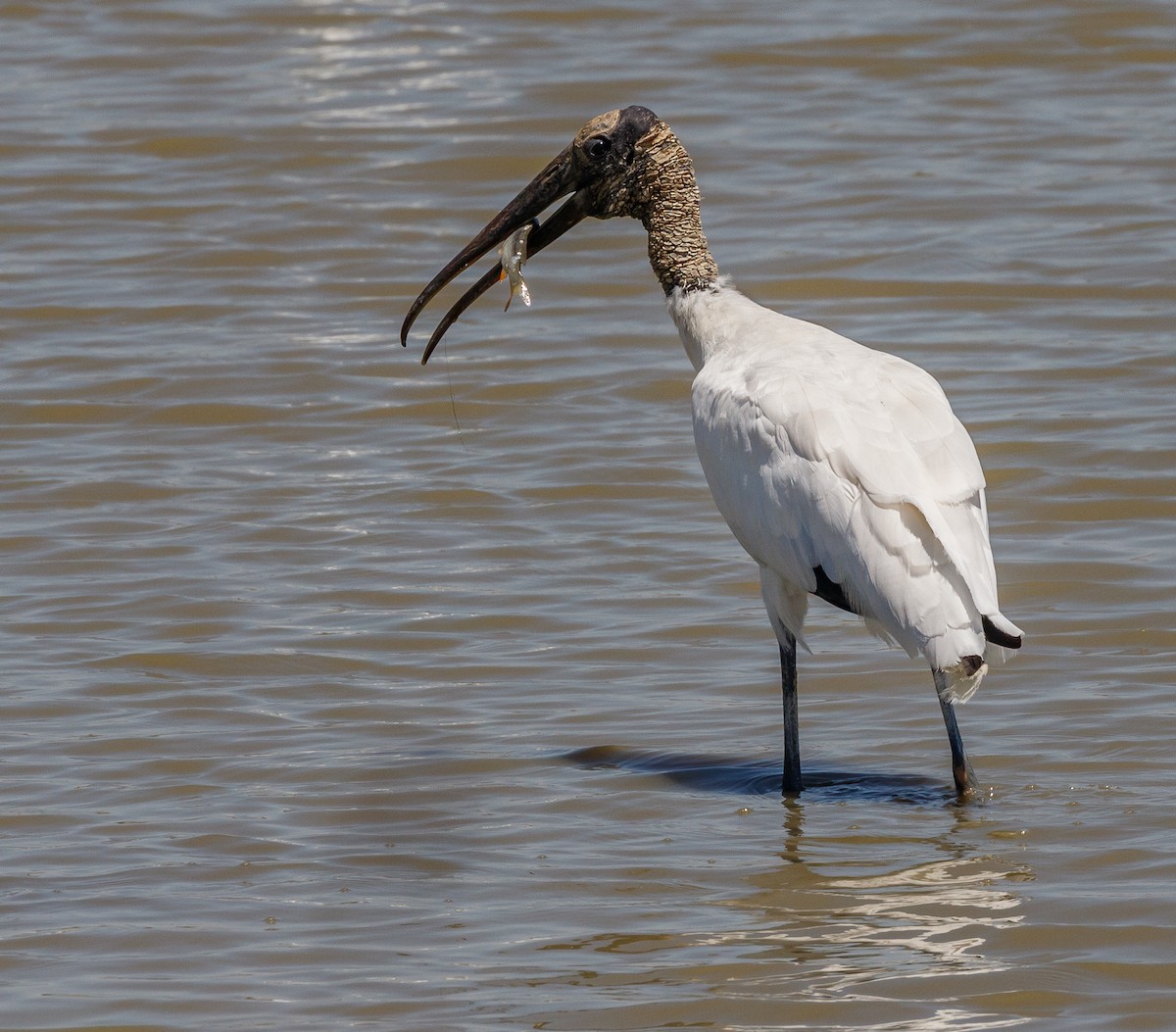 Wood Stork - Chezy Yusuf