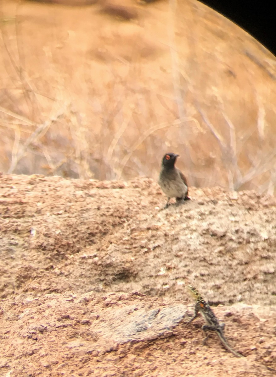 Black-fronted Bulbul - ML252016951