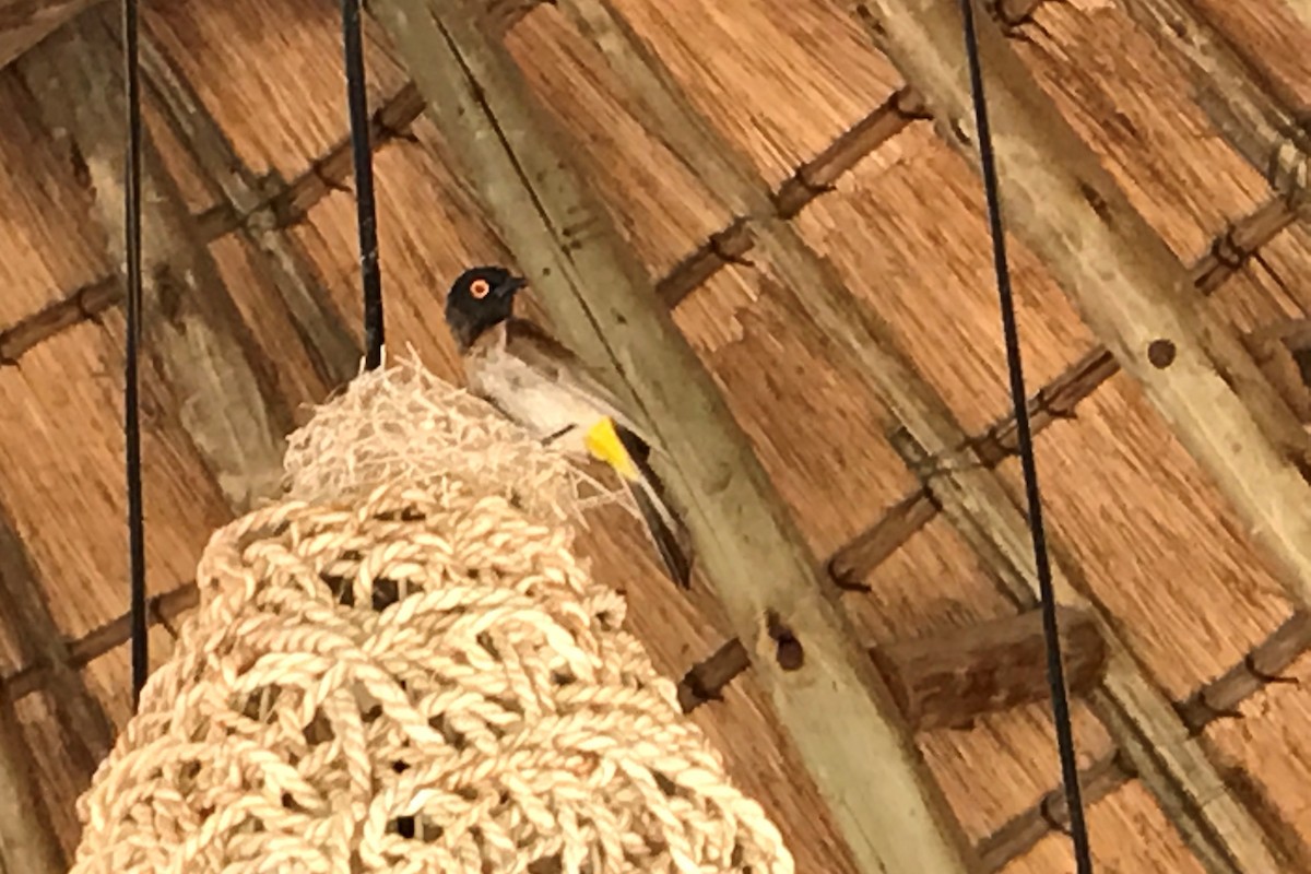 Black-fronted Bulbul - ML252016961