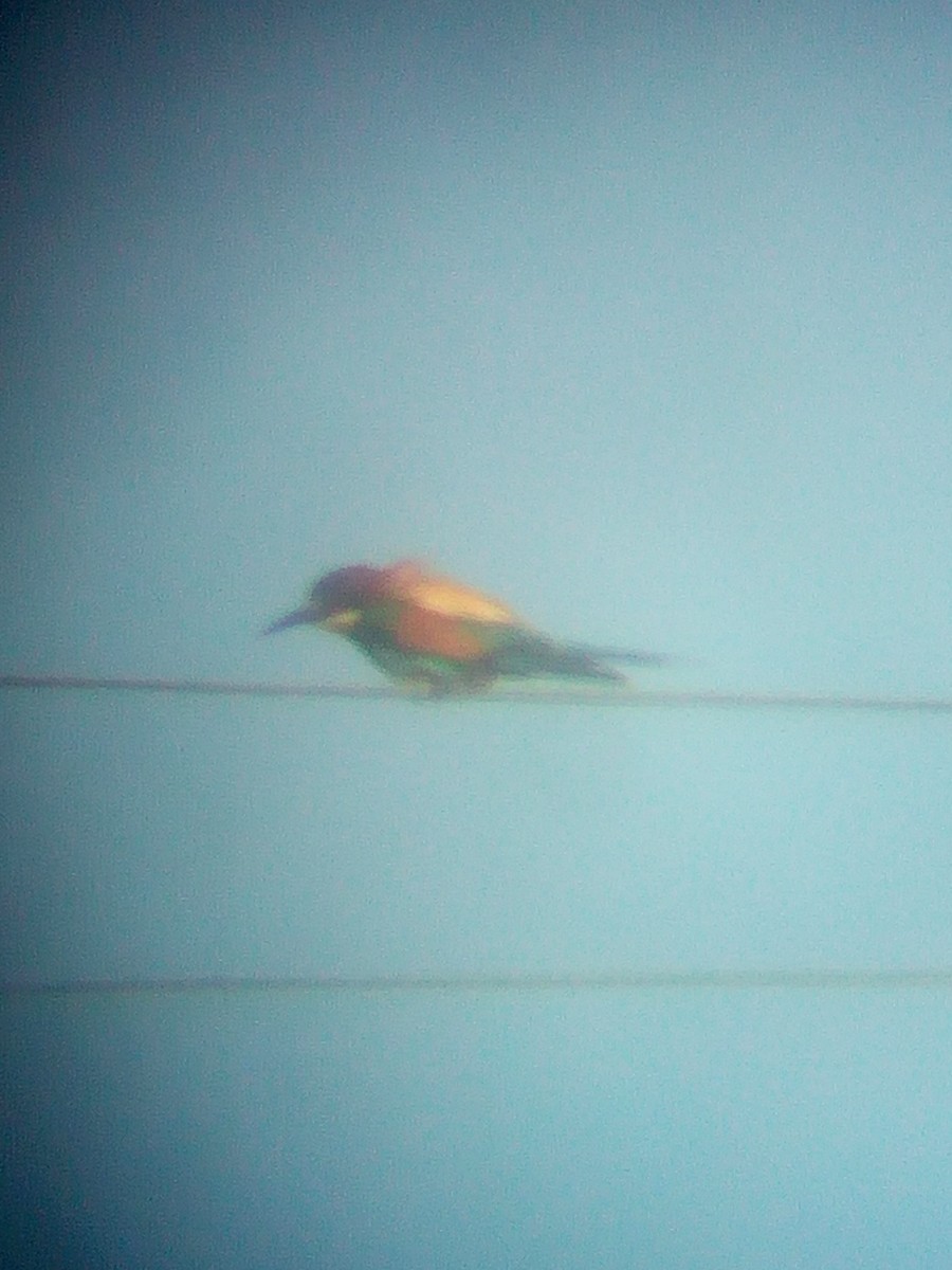 European Bee-eater - ML252018181