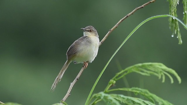 Prinia Parda - ML252018891