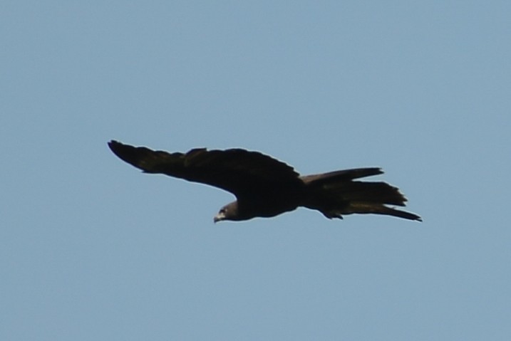 Changeable Hawk-Eagle - ML252019081