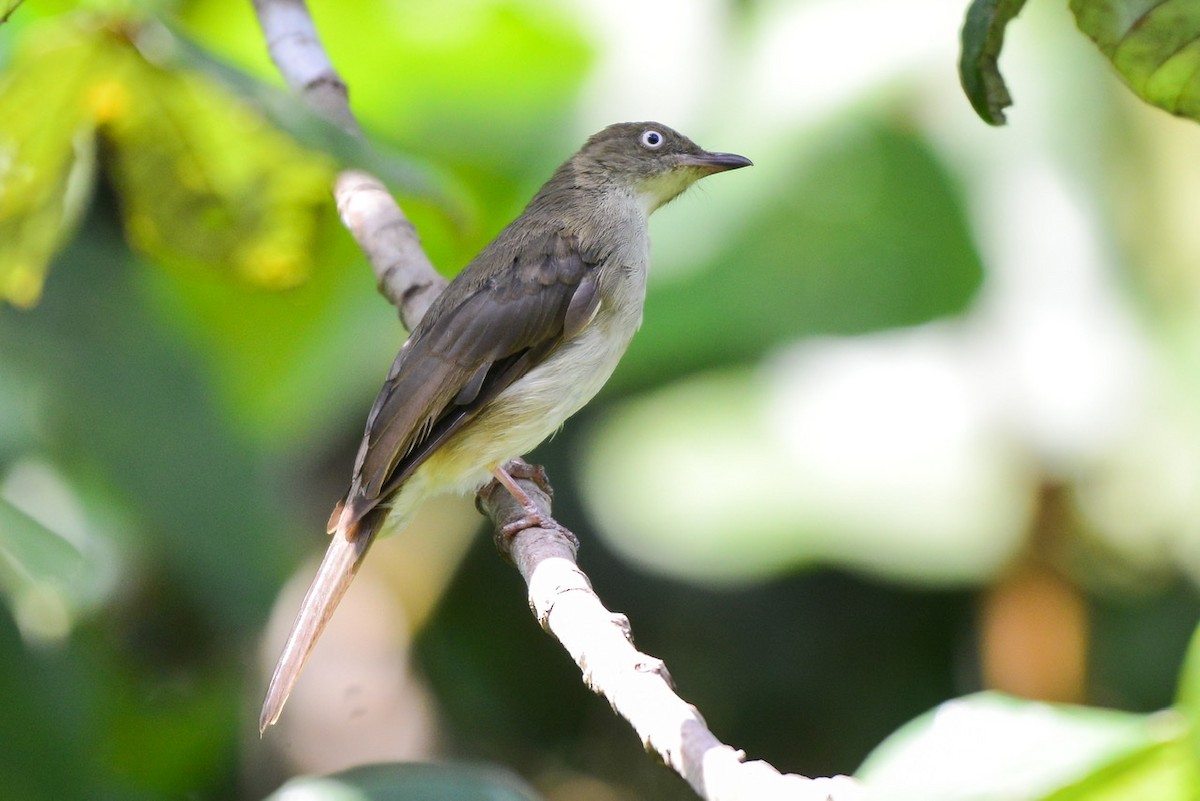 Bulbul Ojiblanco - ML252019451