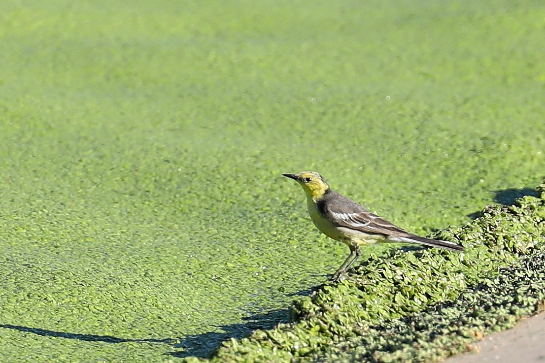 Citrine Wagtail (Gray-backed) - Peter Kyne