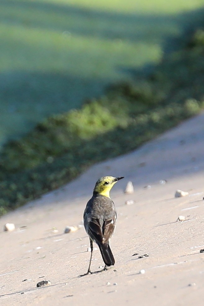 Citrine Wagtail (Gray-backed) - ML252019511