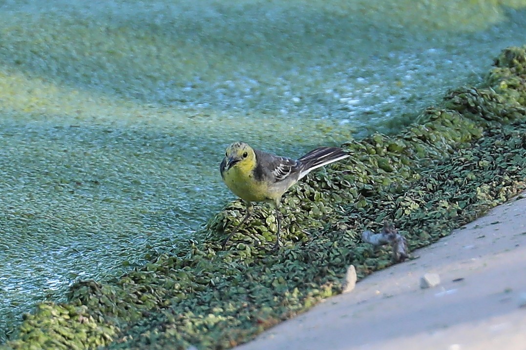 Citrine Wagtail (Gray-backed) - ML252019531