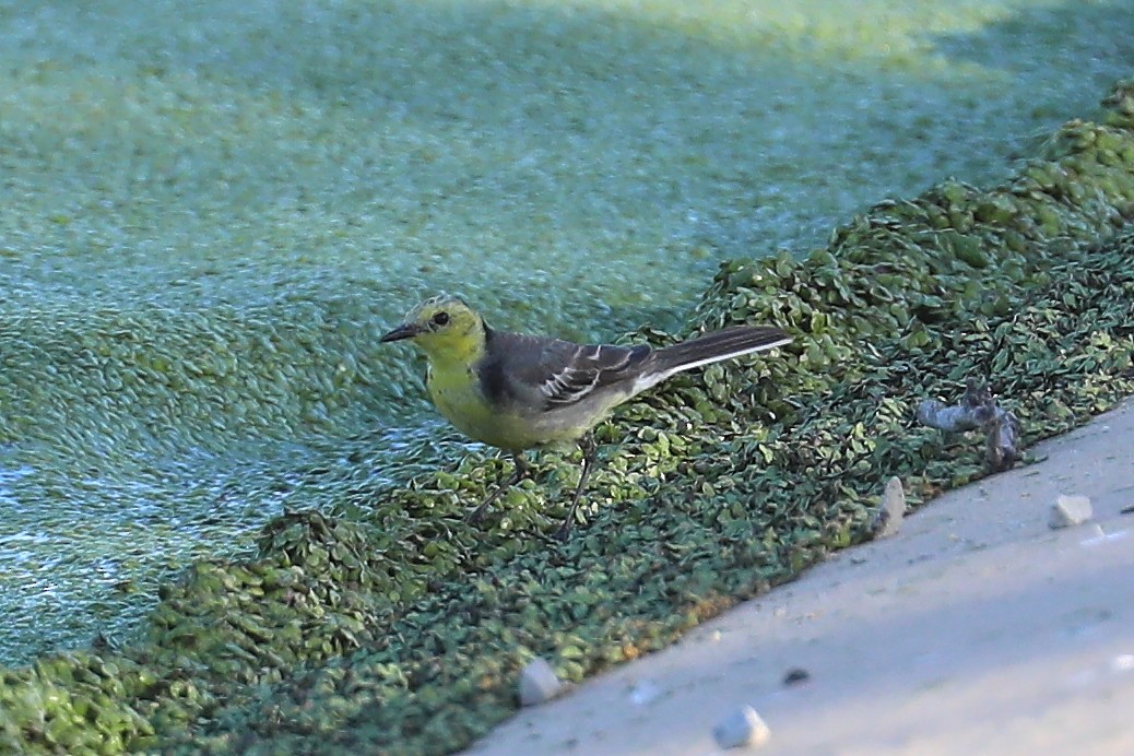 Citrine Wagtail (Gray-backed) - ML252019541