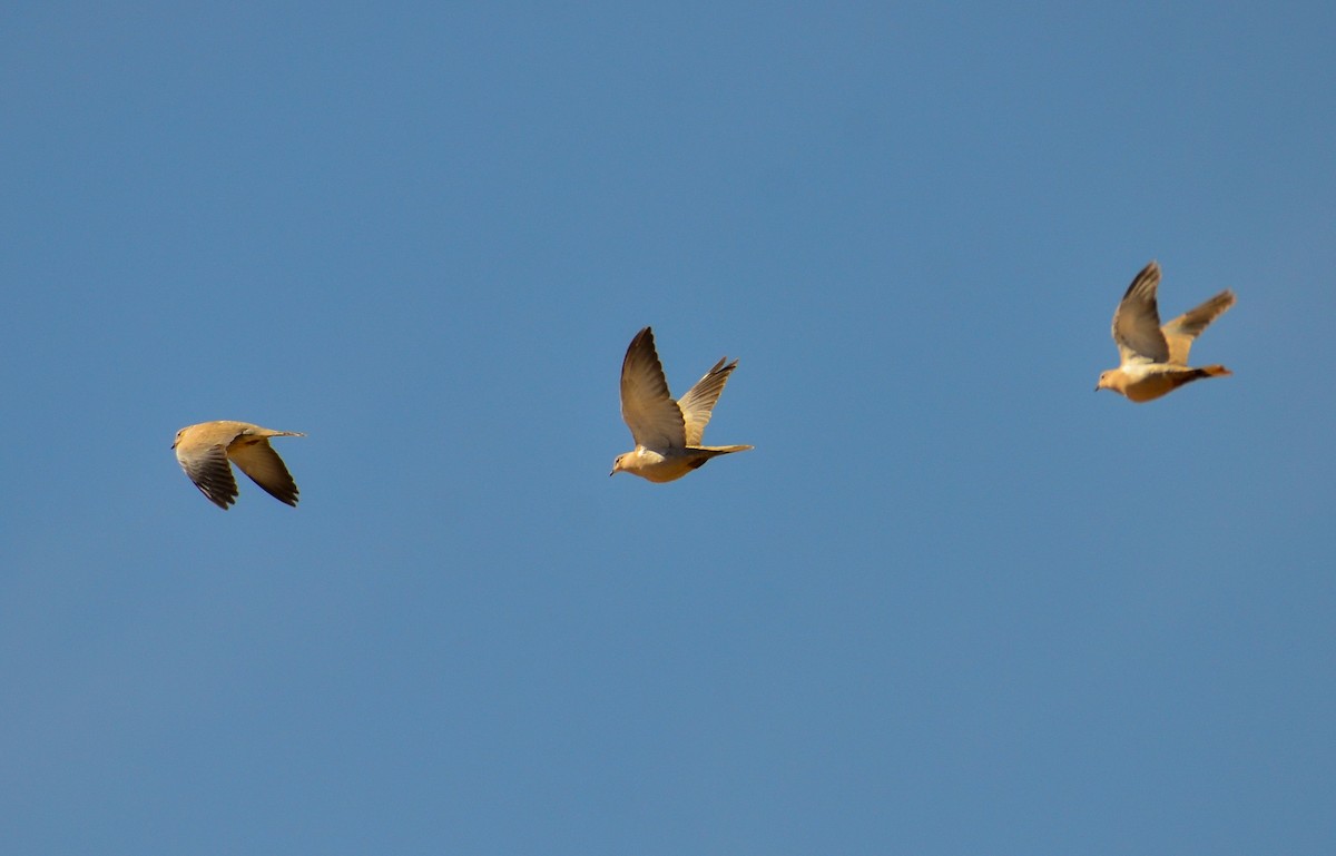 Eurasian Collared-Dove - Watter AlBahry