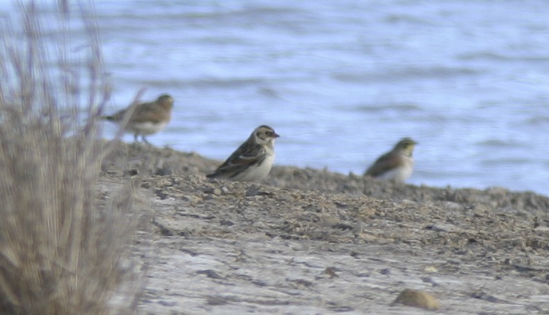 Lapland Longspur - Brian Sullivan