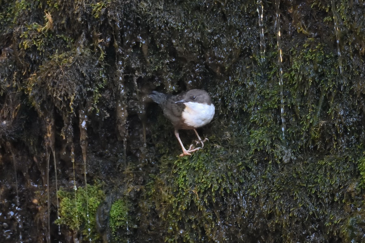 White-throated Dipper - Santiago Caballero Carrera