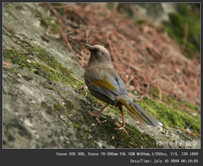 Elliot's Laughingthrush - ML252023671