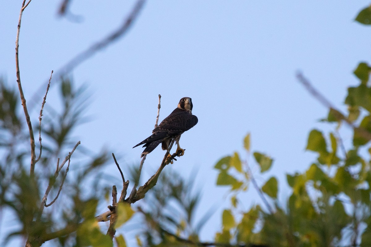 Peregrine Falcon - ML252024441