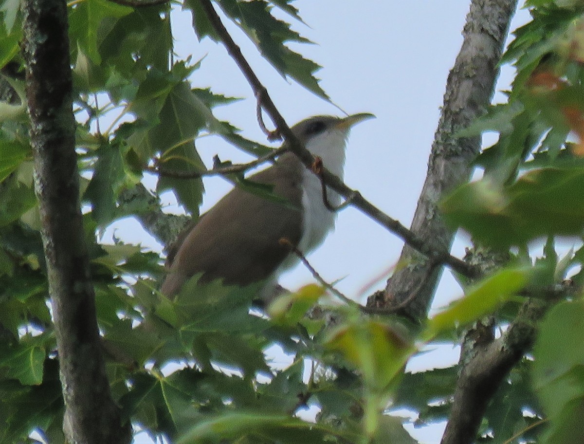 Yellow-billed Cuckoo - ML252026281