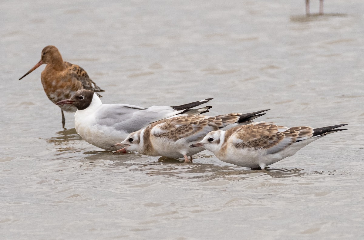 Black-headed Gull - ML252026631