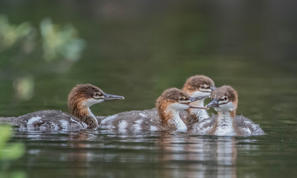 Common Merganser - ML252031671