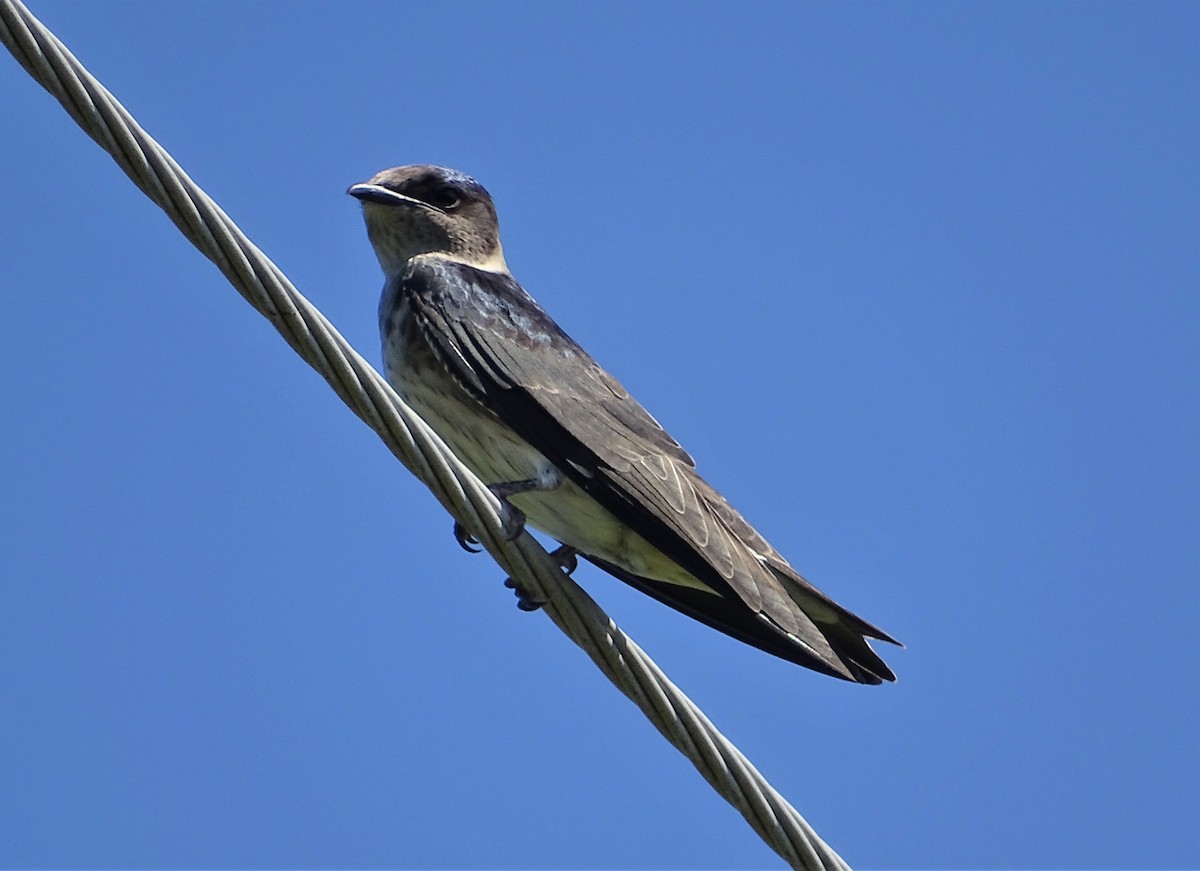 Purple Martin - ML252031901