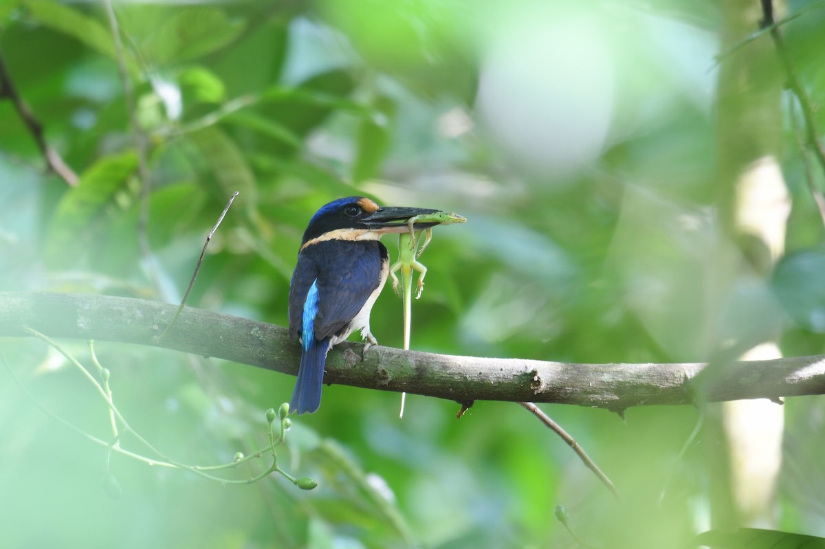 Rufous-lored Kingfisher - ML252033091