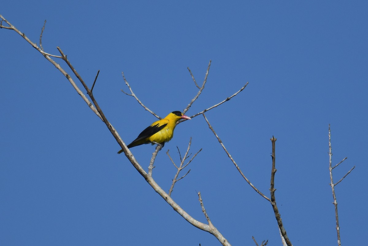 Black-naped Oriole - ML252033121