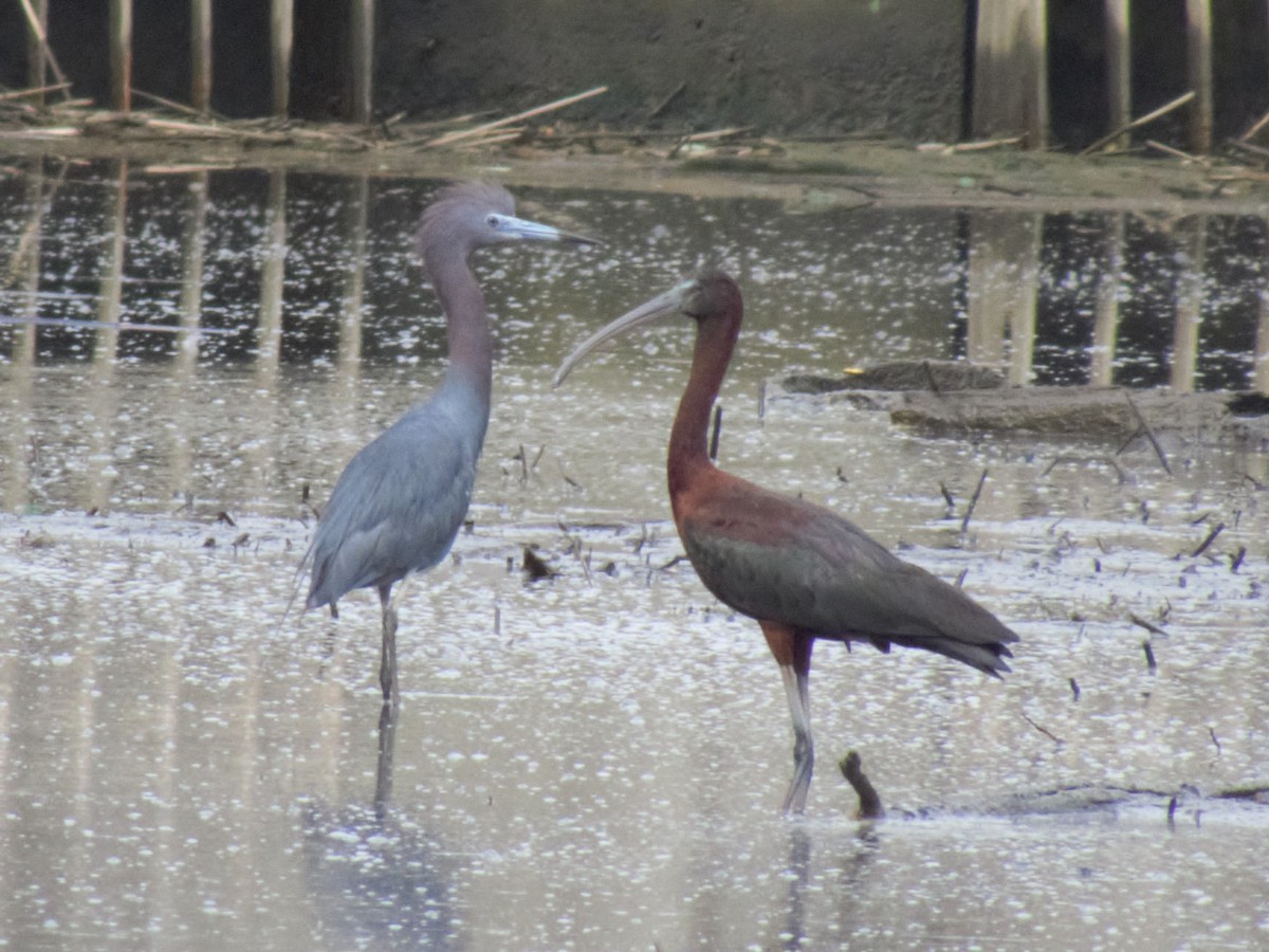 Little Blue Heron - ML252035031