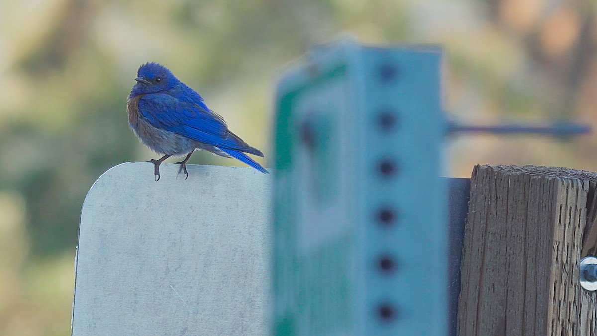 Western Bluebird - ML252035371