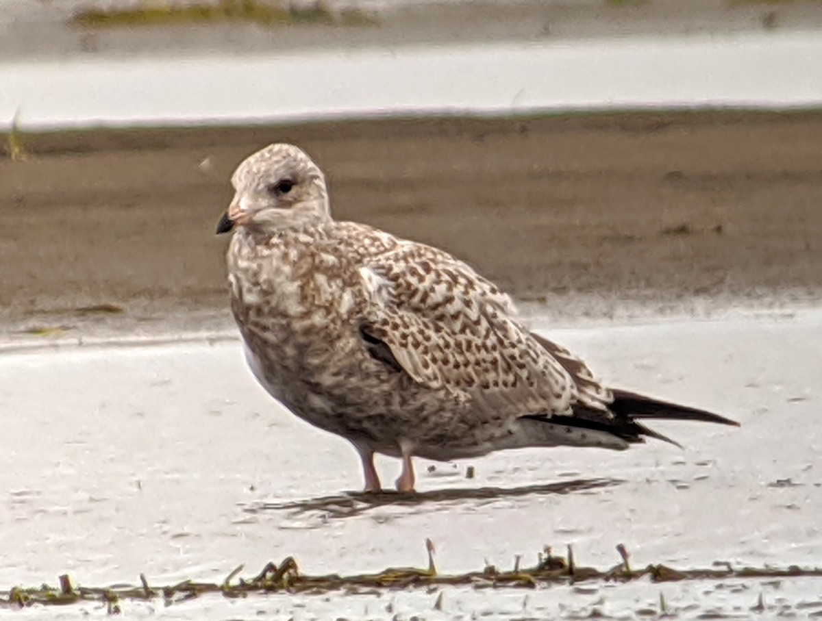 Herring Gull - Clem Nilan