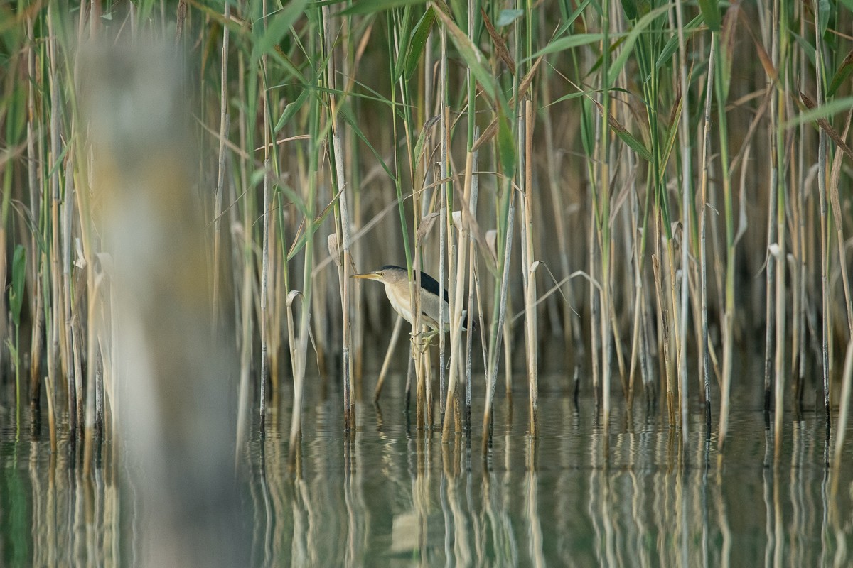 Little Bittern - ML252037471