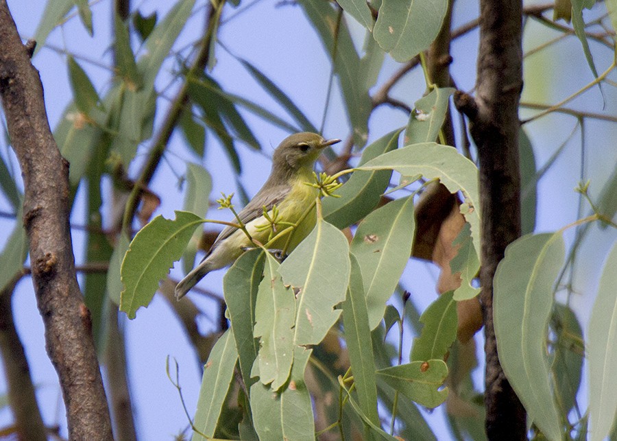 White-throated Gerygone - Stephen Murray