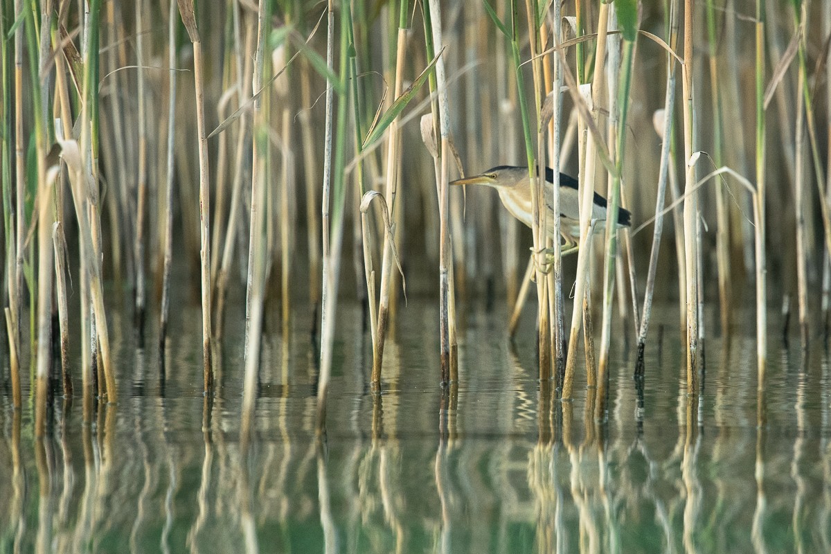 Little Bittern - ML252038311