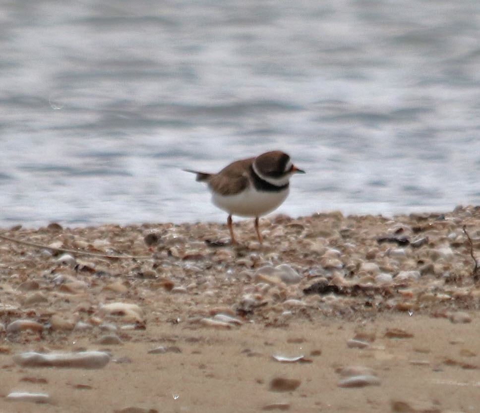 Semipalmated Plover - ML252038791