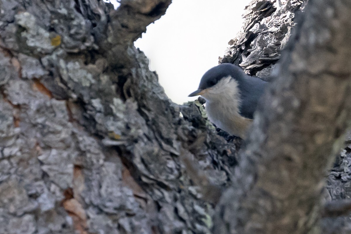 Pygmy Nuthatch - Colleen Childers