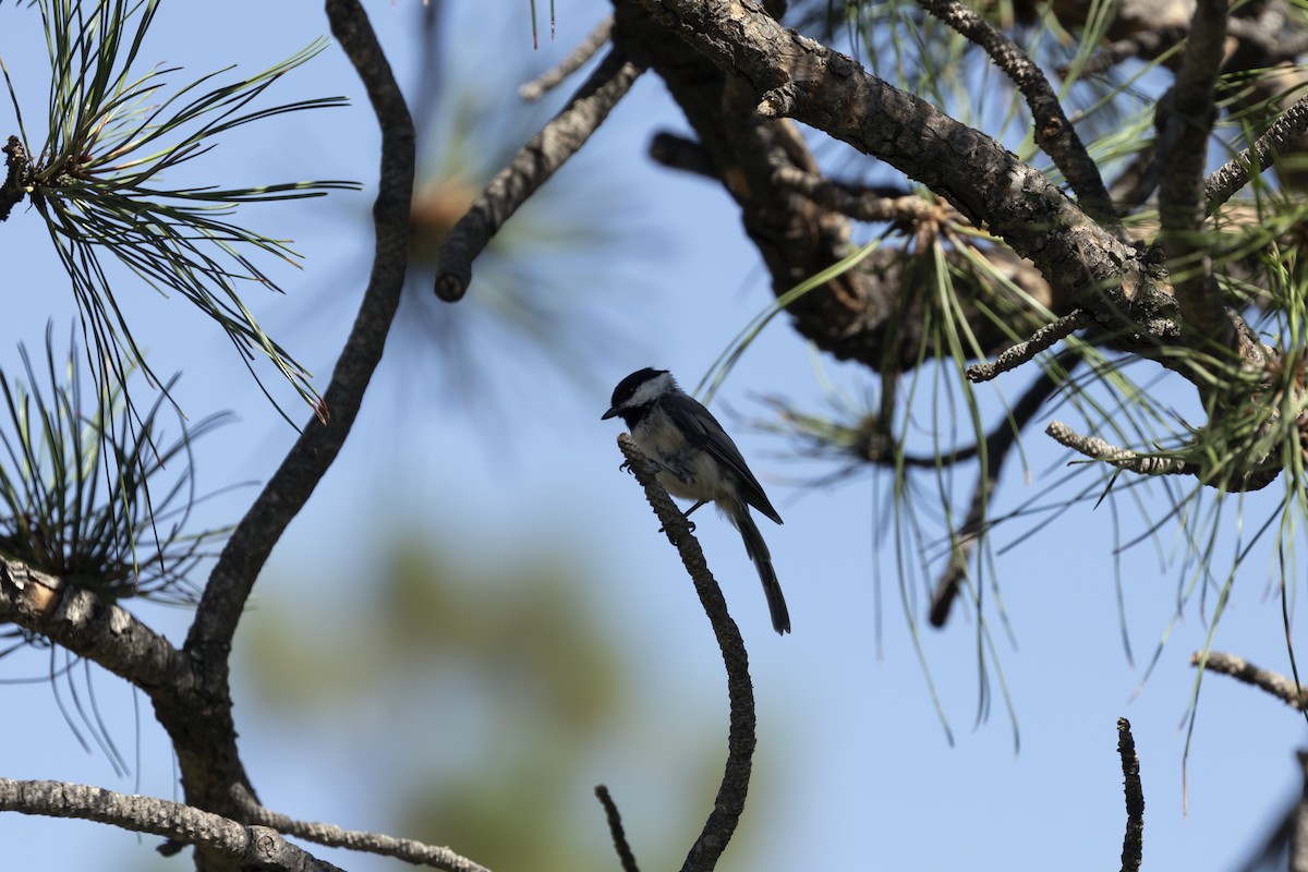 Black-capped Chickadee - Colleen Childers